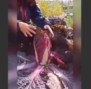 Hạt Giống Cải Thảo Tím Hạt cải thảo tím nhập khẩu Hoang My food and beauty