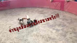 ไข่เชื้อไก่ชน พม่าแข้งหน้า ประกันเชื้อ ฟักออกจริง ส่งด่วนทั่วประเทศ!!