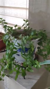 1/2 Tier Round Plant Stand Floor Wrought Iron Metal Flower Pot Rack Home Garden Indoor Balcony Decoration