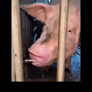 Stainless Steel Piglet Automatic Drinker Set: A Comprehensive Guide