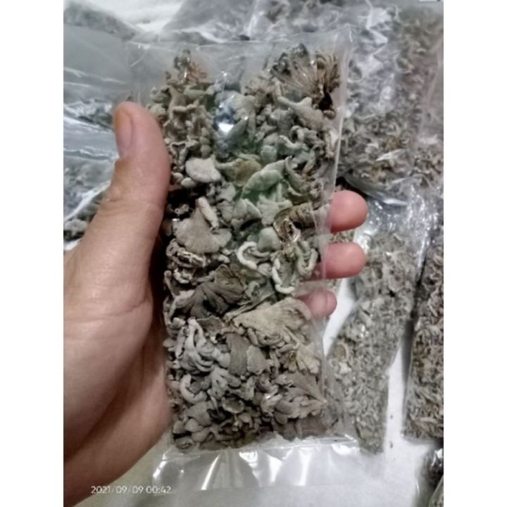 Kodop%20/kulat%20sisir%20liar%20-%20Image%203