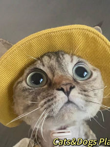 Cat Dog Fishing Cap Summer Thin Gradient Color Beautiful Short Photography Sun Protection Hat for Small Dogs And Cats