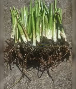 Combo 10 cây môn ngọt giống siêu bẹ/siêu ngó