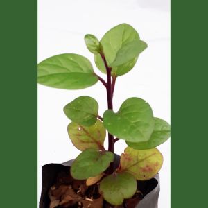 tanaman herbal binahong ungu/pohon binahong ungu/tanaman herbal gondola