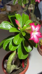 Flower Booster Combo Set 500ml + 250ml Concentrate