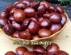 jengkol tua 1 kg jengkol tua super asli Banten