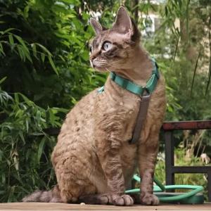 HamshMoc Dog Cat Harness Combo POM Clip Size Adjuster Anti-Rust D-Ring Tangle-Free Rotator Comfort Handle Polyester