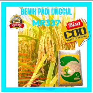 BENIH PADI UNGGUL MR 337 Kemasan 1Kg