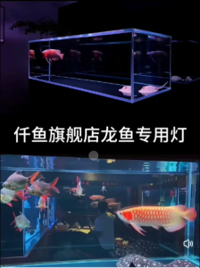 *Malaysia Original* 仟鱼Qian Yu Aquarium T5龙鱼灯烤灯发色 Arowana Light Tanning Super Color Display Light 54w 120cm Aquarium Fish