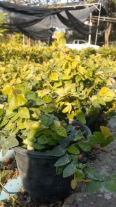 ตีนตุ๊กแก กระถาง 6 นิ้ว ไม้กระถางต้นสวยและแข็งแรง (กทม)