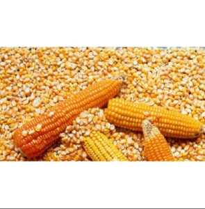 PROMO MURAH 1KG  BENIH JAGUNG SUMO 7328 BERKUALITAS