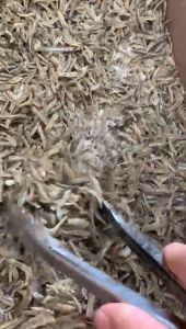 Ikan Asin Teri Belahan: Rasa Tradisional yang Menyegarkan