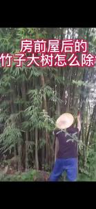 ถุงเน่า การขึ้นอีกไม่ยั่งยืน สารกำจัดกอไผ่ 500g ยาฆ่าและเม็ดเข้มข้น 10% ยาฆ่า สามารถกำจัดต้นไม้และไม้ไผ่หมดจด ผงกำจัดไผ่ ยาฆ่าตอไม้ และบอกลาการตัดต้นไม้ด้วยตนเอง ยากําจัดต้นไม้ใหญ่ ยาฆ่าไผ่ยาฆ่าต้นไม้