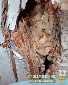 🐜Tiêu diệt cả tổ mối🐜Chai Xịt Diệt Mối Mọt THÁI LAN GECKO 500ml Diệt Mối Cửa Gỗ Sàn Gỗ Tủ Quần Áo Tủ Bếp Tường