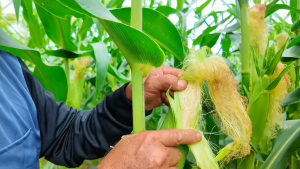 บุเรงนอง สำหรับ ข้าวโพด ต้นโตเร็ว ต้นสูงใหญ่ ฝักใหญ่ เมล็ดเต็ม นํ้าหนักดี