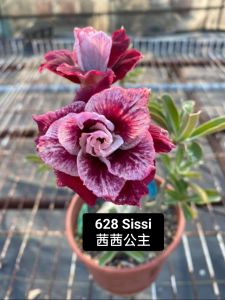 Adenium Obesum Bonsai ID 628 Sissi 茜茜公主 富贵花