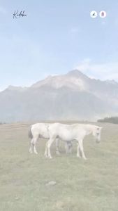 Kudaku Susu Kuda Liar Sumbawa Membantu Meningkatkan Stamina Imun dan Energi Tubuh