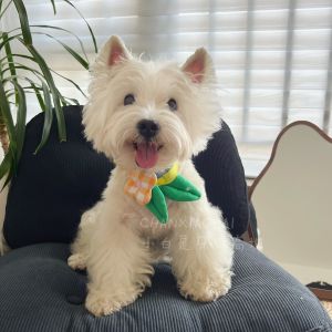 Chen Xiaobai Ins Style Pet Bow Tie Color Block Small Flower West Highland Panda Dog Scarf Decorative Collar for Cats And Dogs