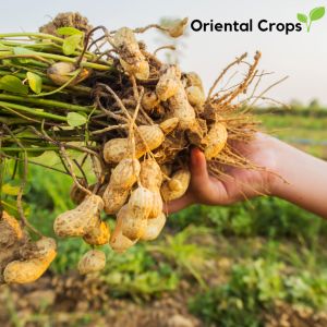 peanut mani nut seeds for planting outdoor garden plant