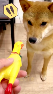 Ngộ Nghĩnh Gà Kêu Đồ Chơi Cho Chó Mèo Nhai Gà Bóp Kêu Máy Tạo Âm Thanh Đồ Chơi Giảm Căng Thẳng Bóng & Chaser Đồ Chơi Thú Cưng