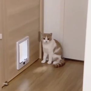 🐈 🚪 ประตูสำหรับสัตว์เลี้ยง สะดวกติดตั้งง่าย สุนัขประตู สุนัขเล็ก ประตูสัตว์เลี้ยง สัตว์เลี้ยงกันลม