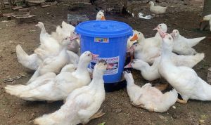 Máng ăn tự động cho Vịt Ngan Gà cỡ lớn hiệu quả.