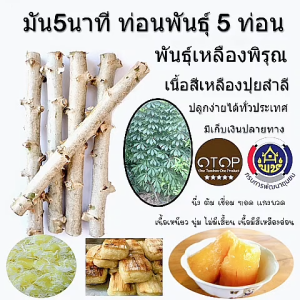 พันธุ์มันห้านาทีเหลืองพิรุณ พันธุ์มันห้านาที มัน5นาที ท่อนพันธุ์ พร้อมปลูก 5 ท่อน เนื้อสีเหลืองปุยสำลี