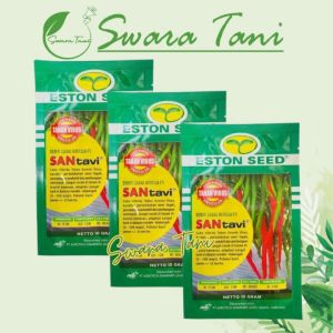 ORIGINAL Benih Cabai Hibrida F1 SANtavi 10gram - ESTON SEED