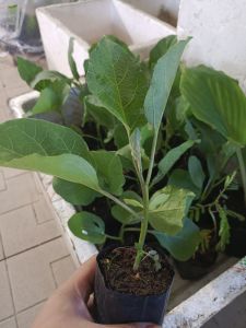 CÂY CÀ TÍM - cây giống