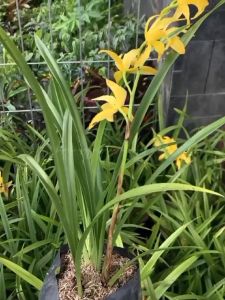 Bibit Bunga Anggrek Tanah Warna Kuning Siap Berbunga Cantik