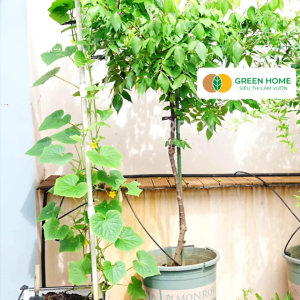 Bình Tưới Cây Vòi Sen GreenHome Galo Dudaco 4 Lít 2 Chế Độ Tưới Dễ Sử Dụng Tháo Lắp Dễ Dàng Độ Bền Cao