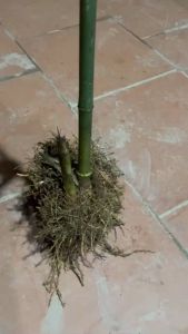 Cây tre phấn trắng gốc giống