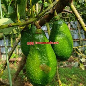 Bibit Alpukat Aligator hasil okulasi Super Genjah cepat berbuah