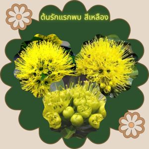 ต้นรักแรกพบ สีเหลือง กระถาง 6 นิ้ว (ขั้นต่ํา 2 ต้น)