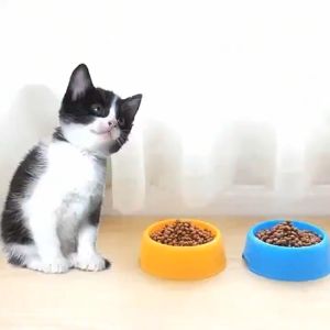 Ultimate Guide to Choosing & Using Cat & Dog Food Bowls