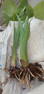 bibit talas belitung unggul per 5 pcs (bonus 1pcs)
