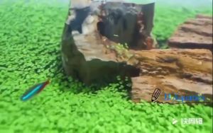 Fish Tank Aquarium Plant Water Grass Seeds Fast grow Benih Rumput Air