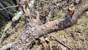 COD KNIFEZER Gergaji Mesin Senso Cordless Chainsaw 21V 4 Inch 550W - D260489 / gergaji mesin cainsaw mini super kuat untuk dahan ukuran kecil dan sedang senso nyaman terlaris rantai 4 inch bahan kuat tahan banting baterai awet 24 jam produk terbaik viral