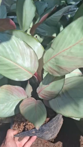 Tanaman Hias Calathea Silver Plate - Tanaman Calathea Silver - Calathea Silver Plate