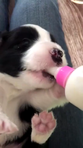 Pet nursing feeding bottle Soft Silicone Nipple BPA Free for Newborn Animals