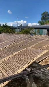 500G MIẾN DONG THÁI TAY SỢI TO DAI GIÒN_ ĐẶC SẢN ĐIỆN BIÊN