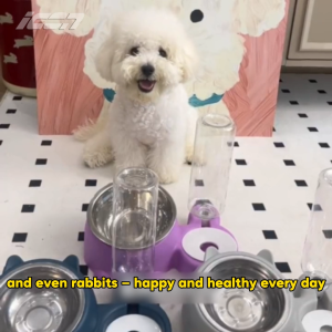 ICON 2 in 1 automatic water feeder dog food bowl feeder cat Pet bowl