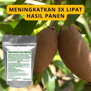 Pupuk Booster Sawo Mentega Pelebat Organik Berbuah Lebat Besar Anti Rontok Pembesar Sawo Mentega