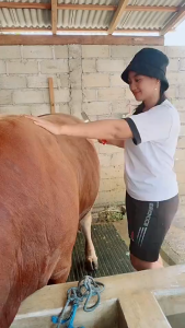 Sisir Pembersih Bulu Sapi KambingDombaKerbau Dan Hewan Ternak Lainnya Muda Dan Praktis