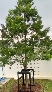 ขาค้ำยันต้นไม้เหล็ก