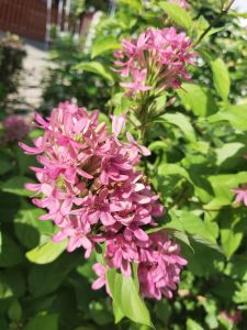 อเมริกันบิวตี้ ดอกรูปเข็ม สีชมพูหวาน ออกดอกเป็นช่อ สวยงาม ออกดอกตลอดปี เลี้ยงง่าย ทนแล้ง