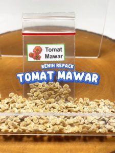 Benih Tomat Mawar Unggulan berkualitas ranti besar biji hijau bibit hydroponik hidroponik