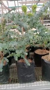 Tanaman Silver Dollar Perak Eucalyptus Cinerea: Panduan Lengkap