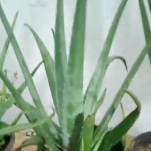 Barbadensis Giant Aloe vera plant barbaden aloe vera plants Aloevera plants aloevera live plants aloe vera leaves