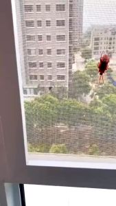 LAKBAN KAWAT NYAMUK TAMBALAN PENUTUP LUBANG TAPE